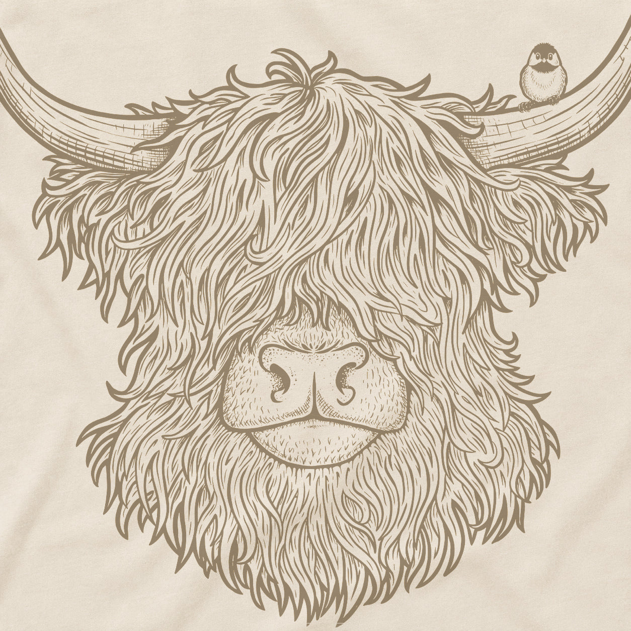 Highland Cow
